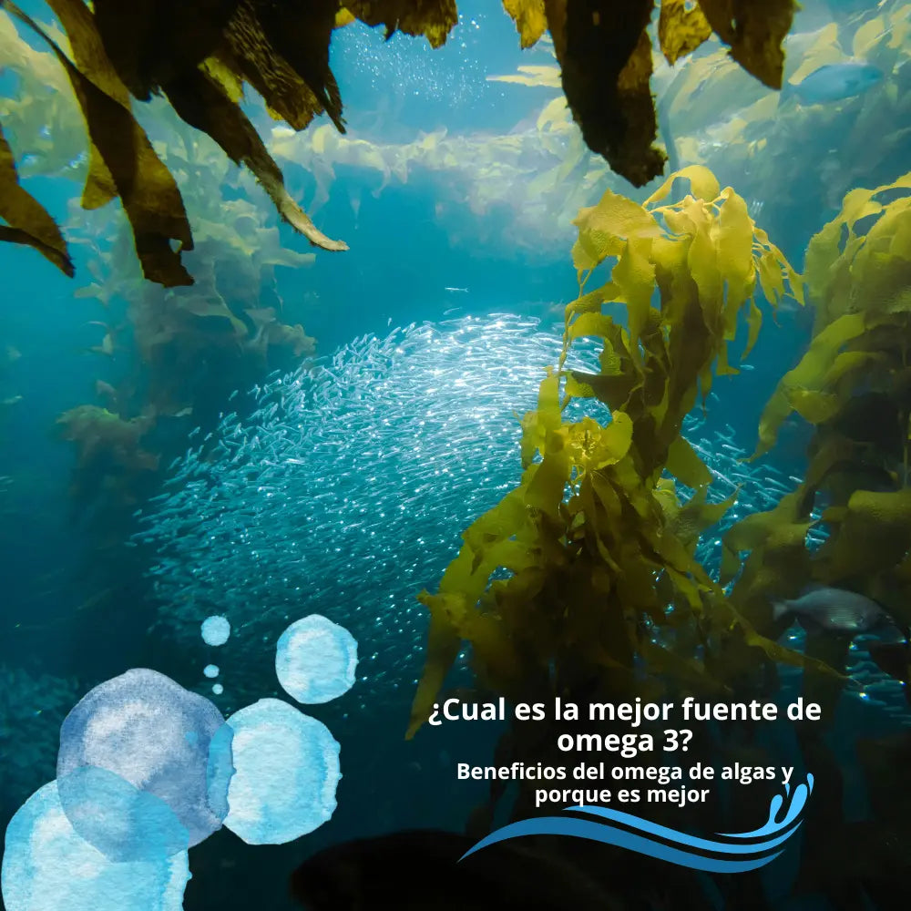 ¿Cuál es la mejor fuente de Omega 3? - Beneficios del Omega de Algas y porqué es el mejor - NSN