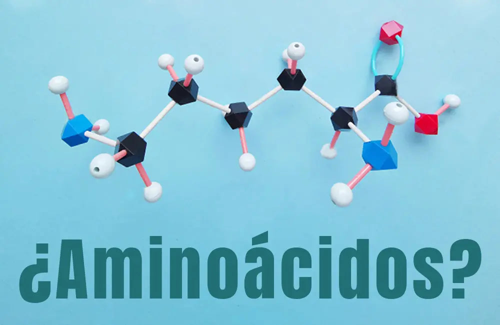 ¿Cómo saber si mi proteína es de calidad? - ¿Porqué debo revisar los Aminoácidos que contiene mi Proteína? - NSN